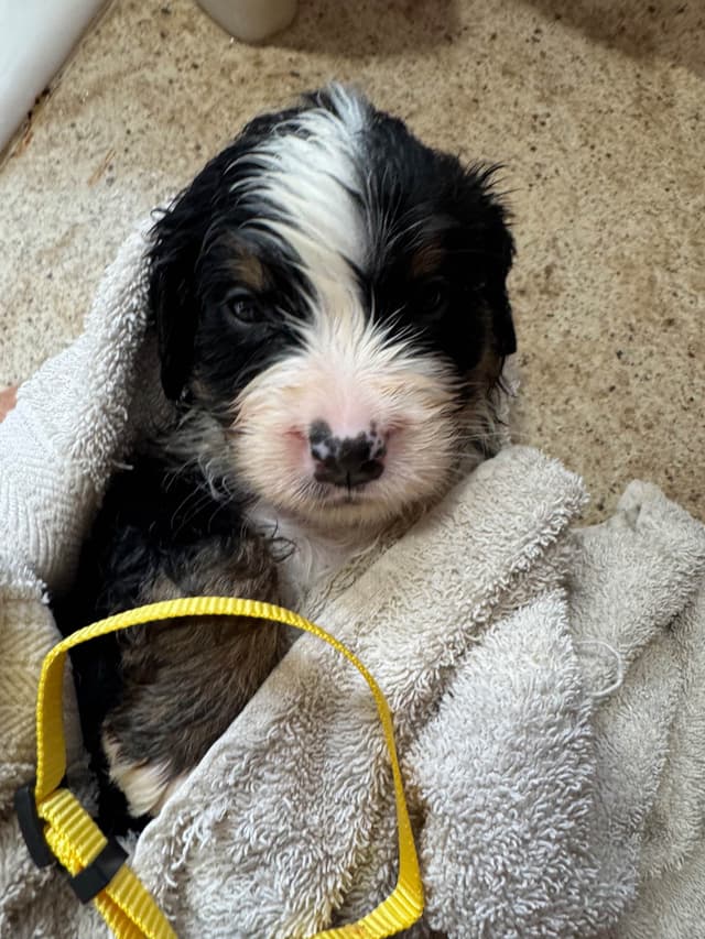 Bernese Mountain Dog Puppies media 12