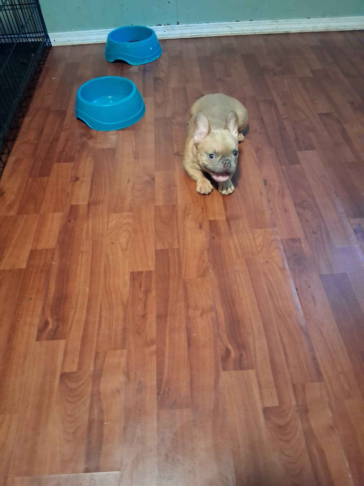 French Bulldog Puppies breeder image 4