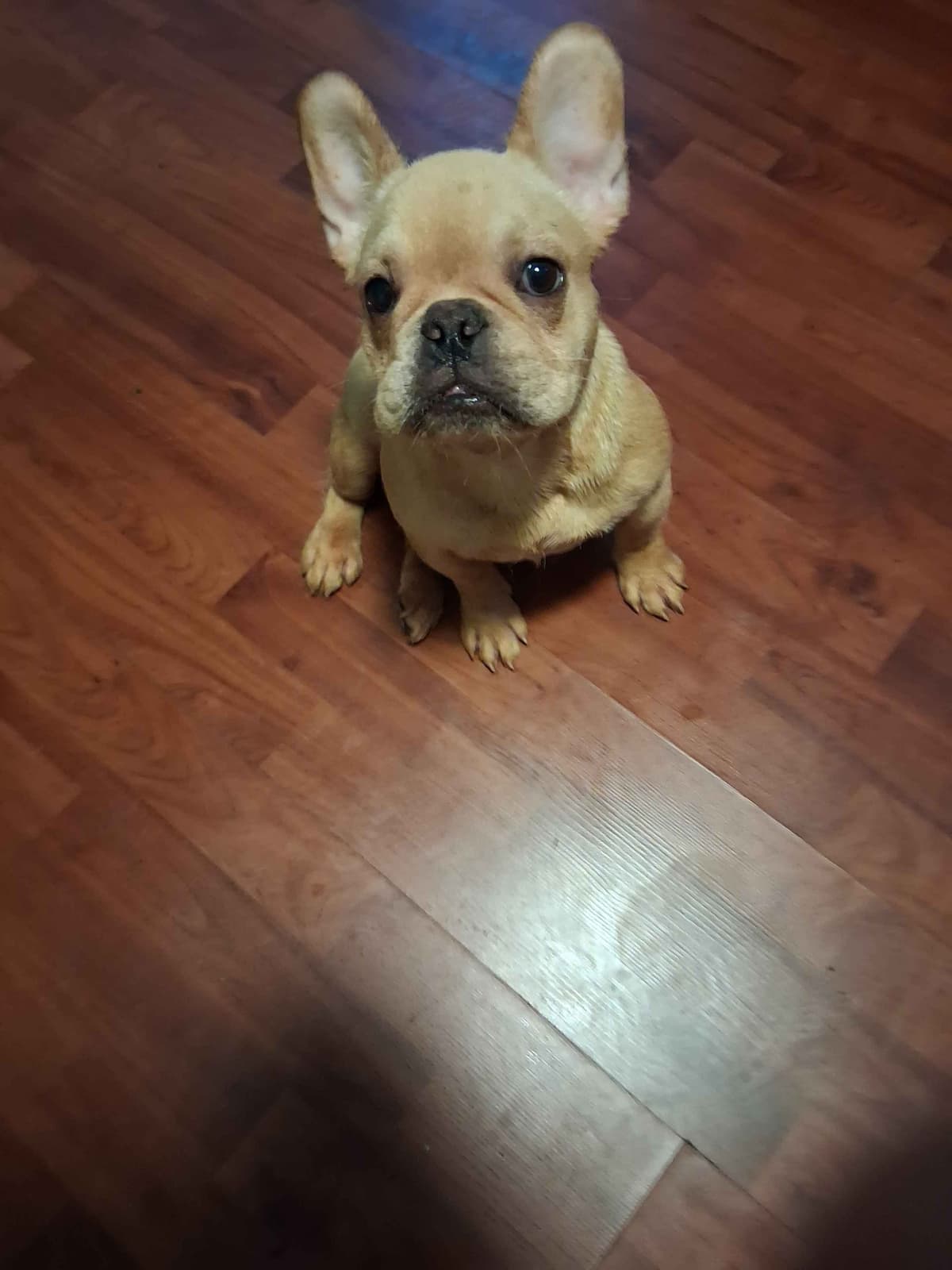 French Bulldog Puppies breeder image 5