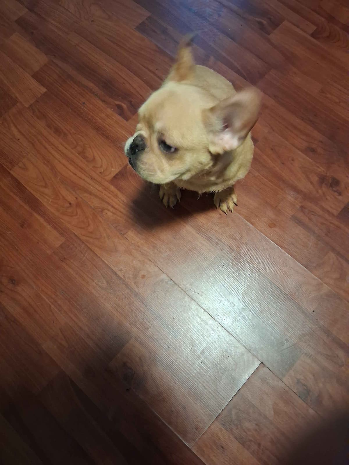 French Bulldog Puppies breeder image 7