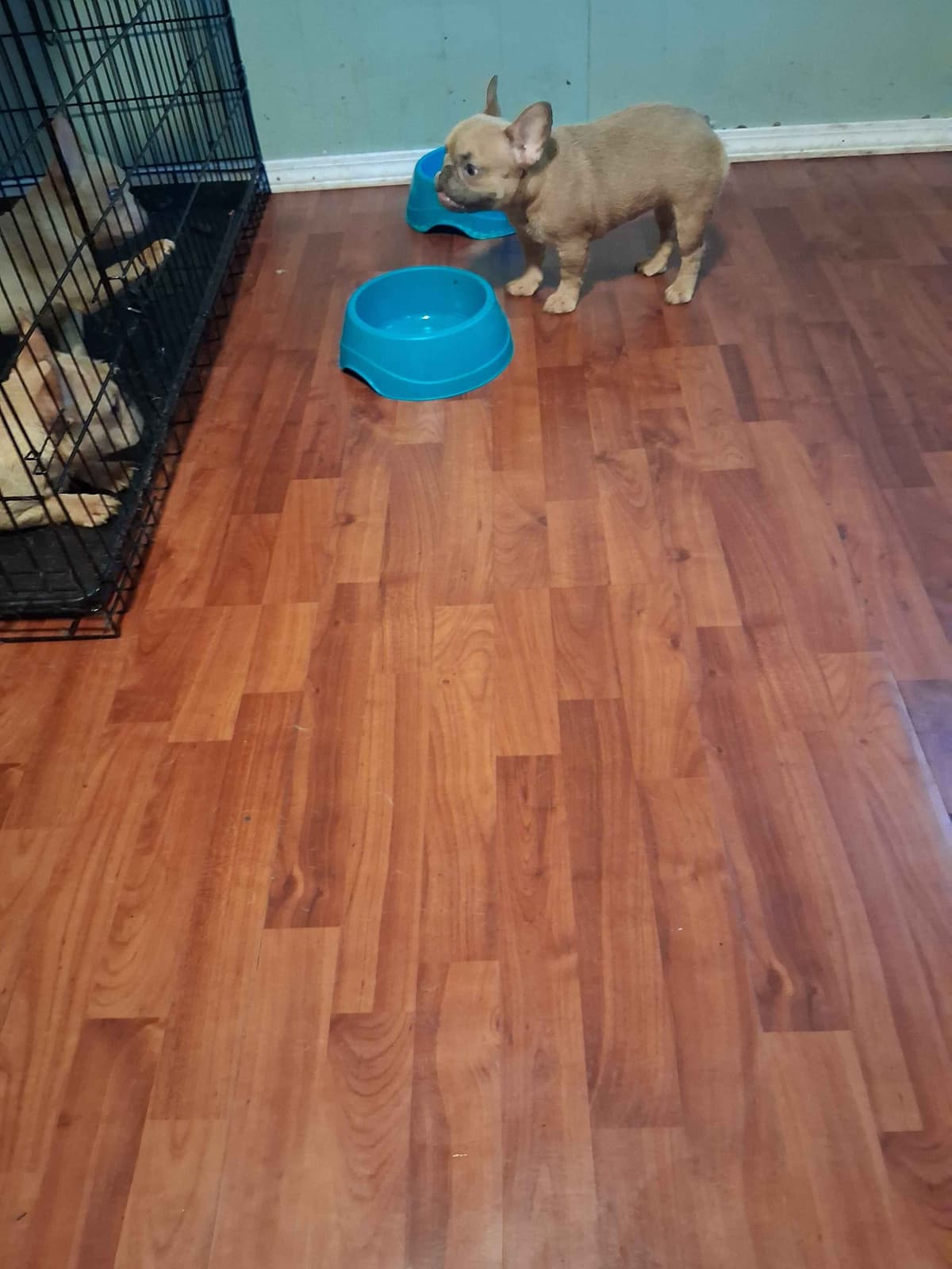 French Bulldog Puppies breeder image 8