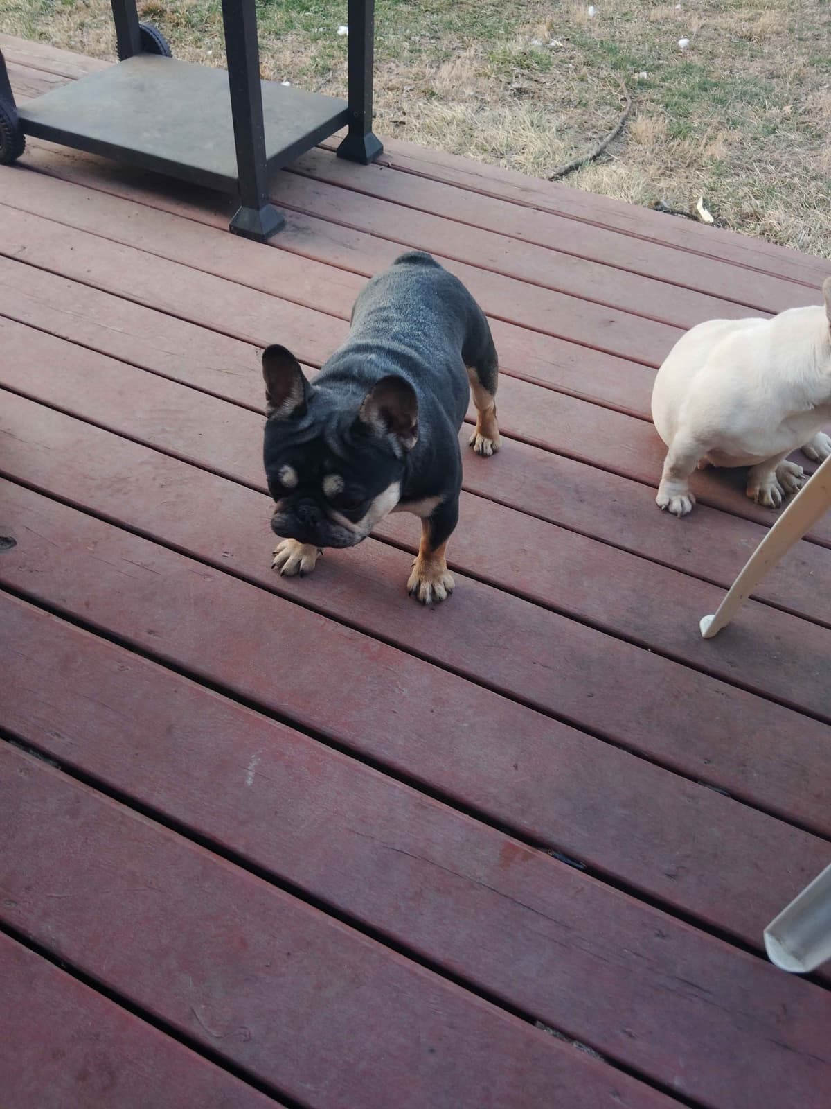 French Bulldog Puppies breeder image 9