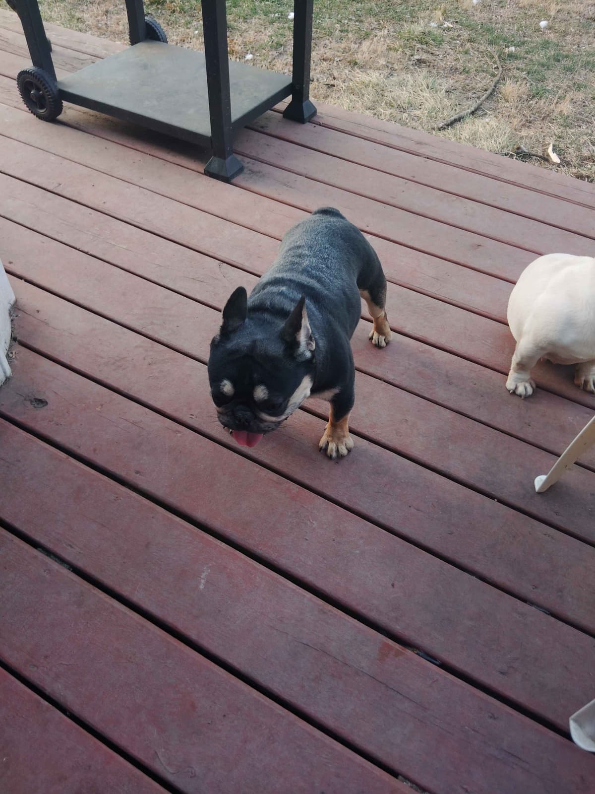 French Bulldog Puppies breeder image 11