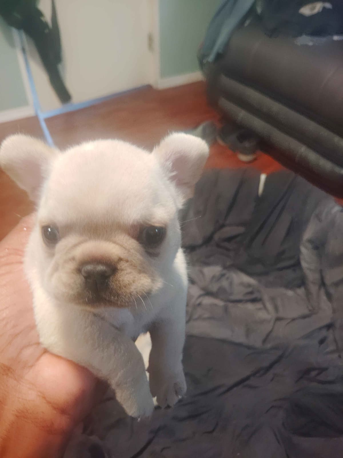French Bulldog Puppies breeder image 10