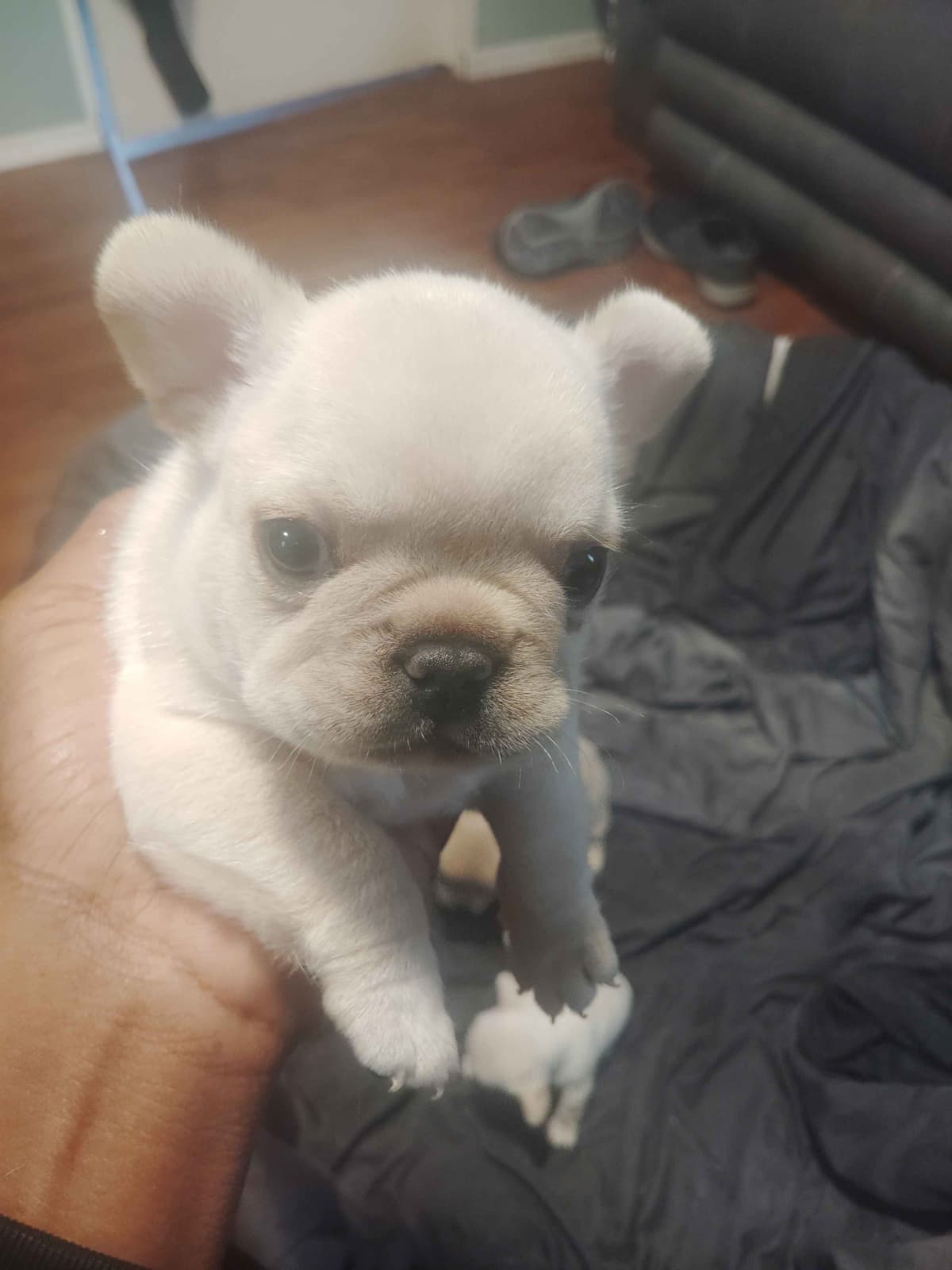 French Bulldog Puppies breeder image 12