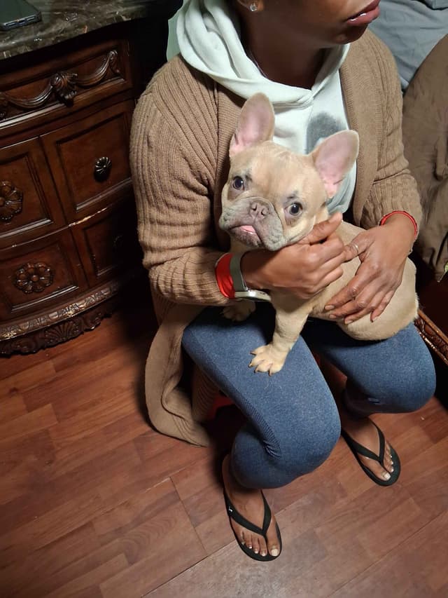 French Bulldog Puppies media 4