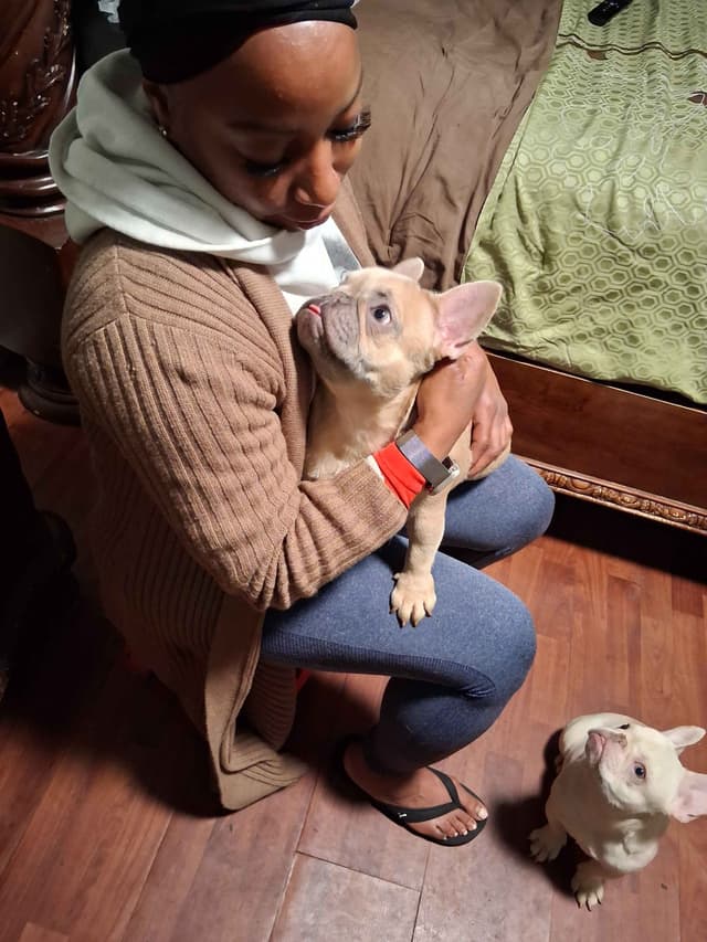 French Bulldog Puppies media 5