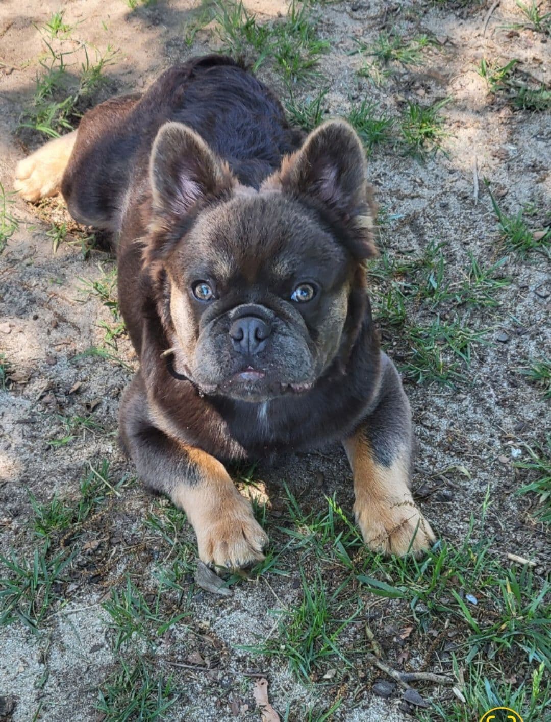 French Bulldog Puppies breeder image 3