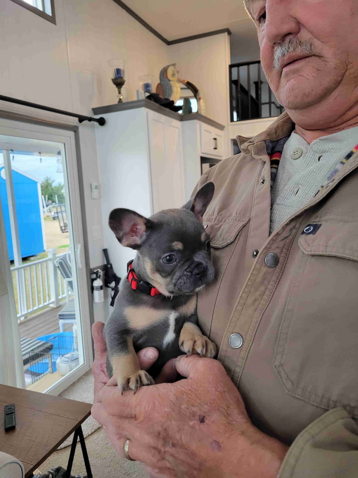 French Bulldog Puppies breeder image 6