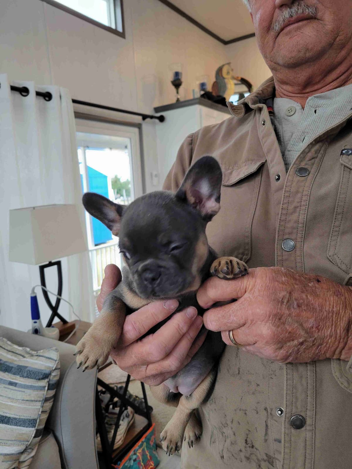 French Bulldog Puppies breeder image 7
