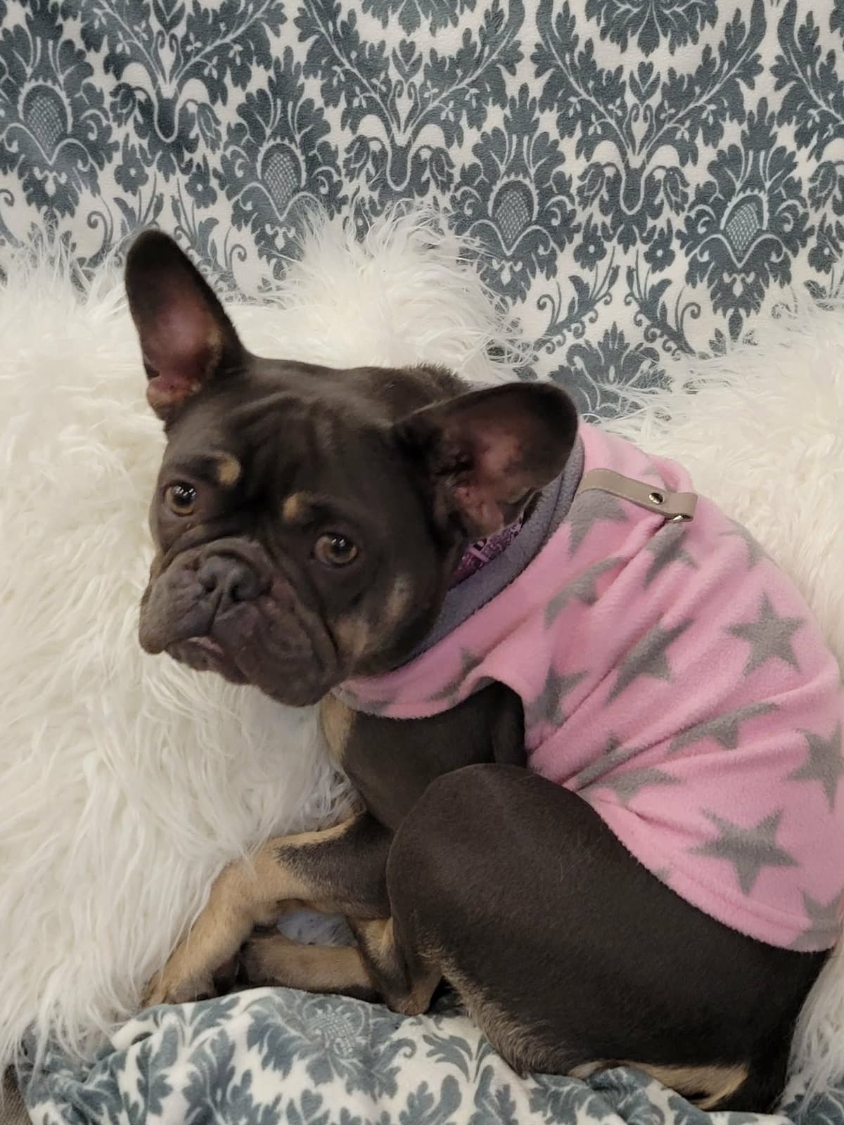 French Bulldog Puppies breeder image 9