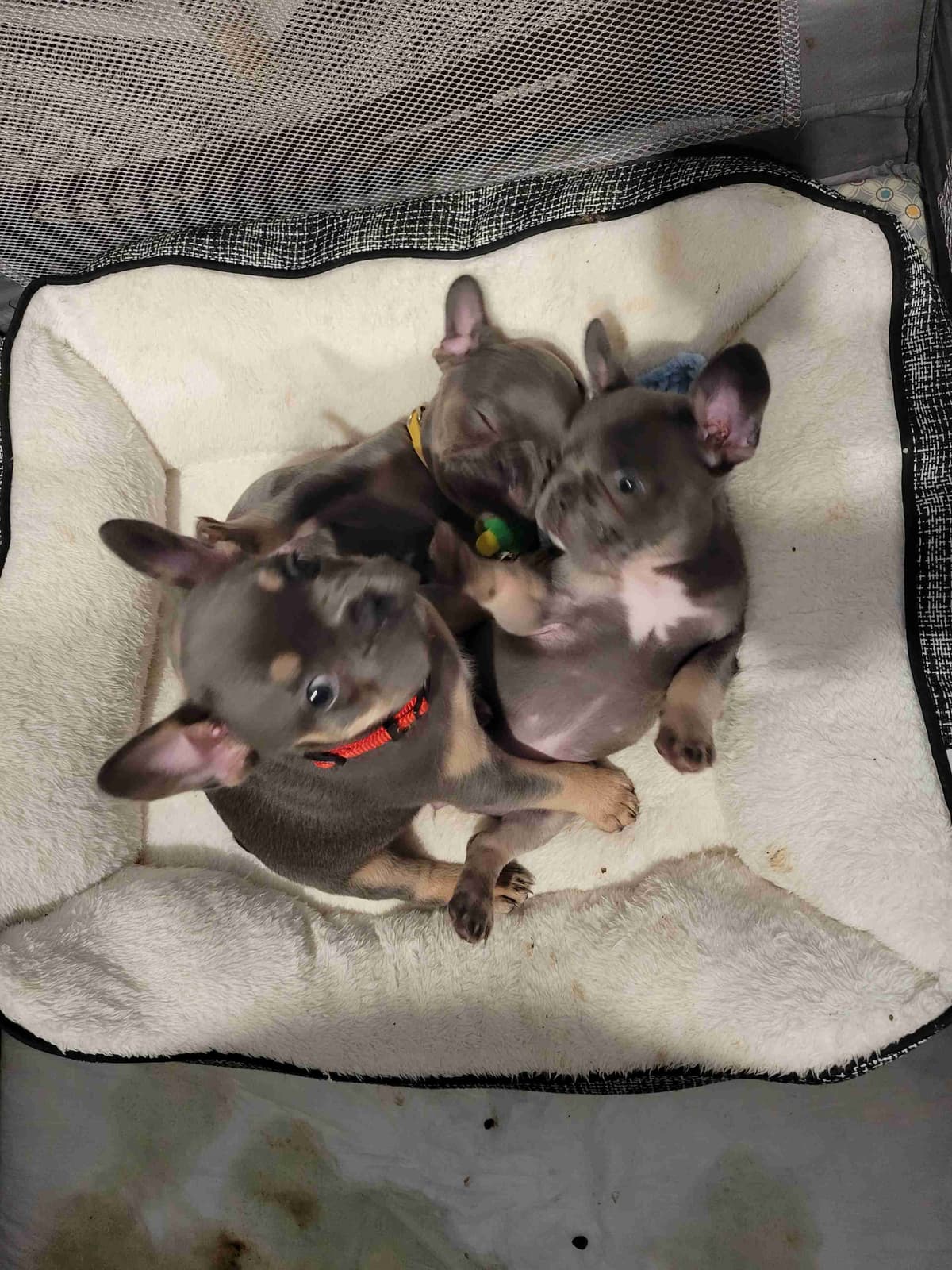French Bulldog Puppies breeder image 12