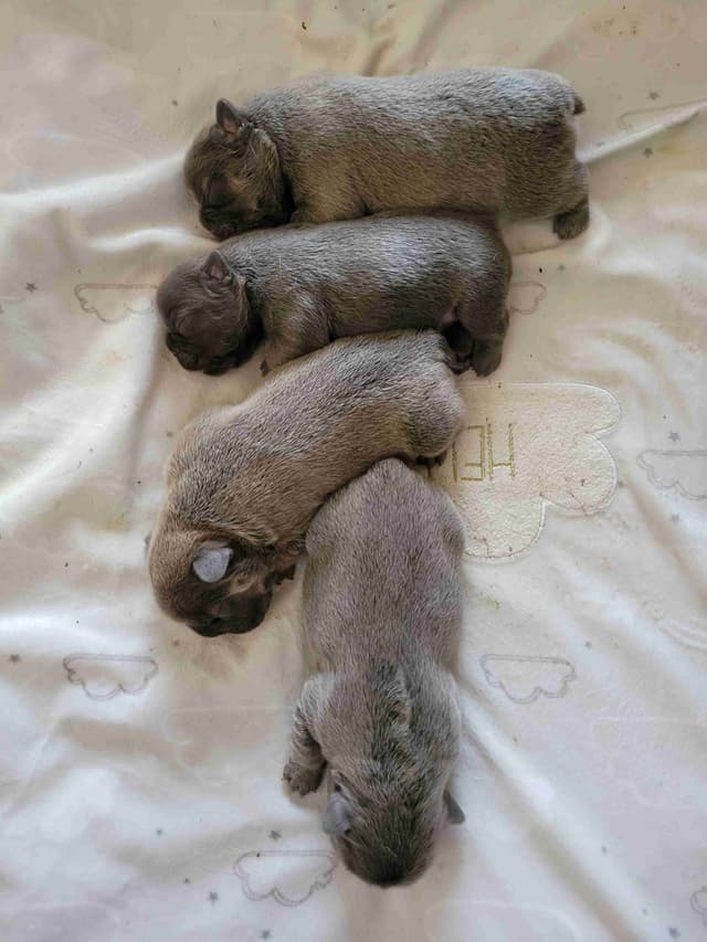 French Bulldog Puppies media 2