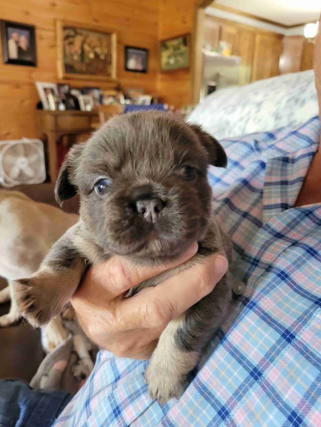 French Bulldog Puppies media 7