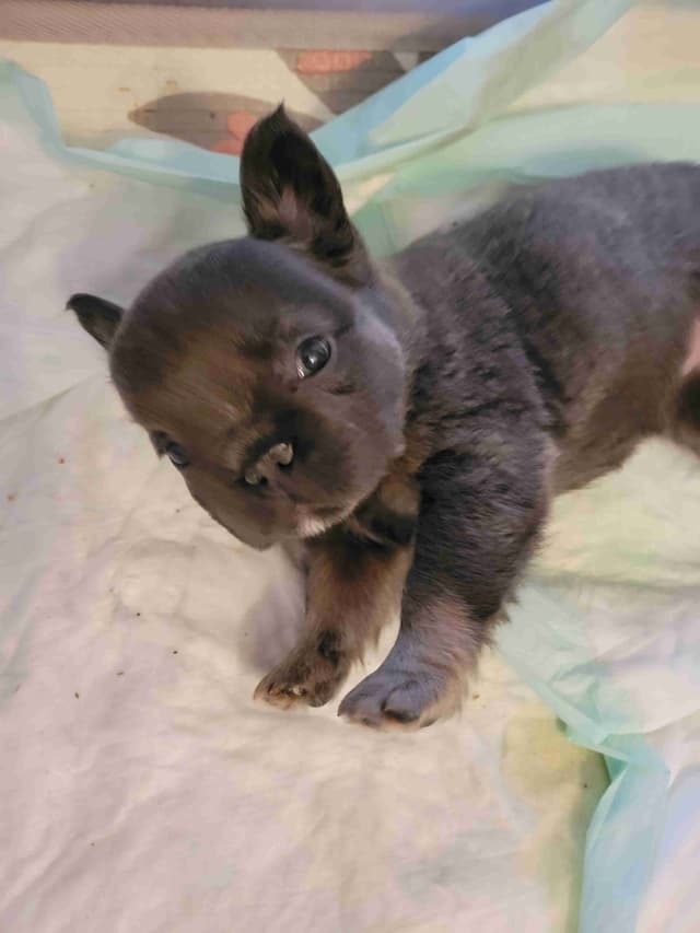 French Bulldog Puppies media 10
