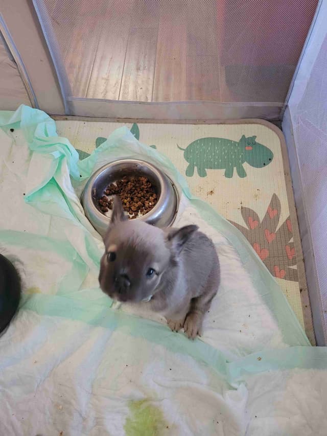 French Bulldog Puppies media 11