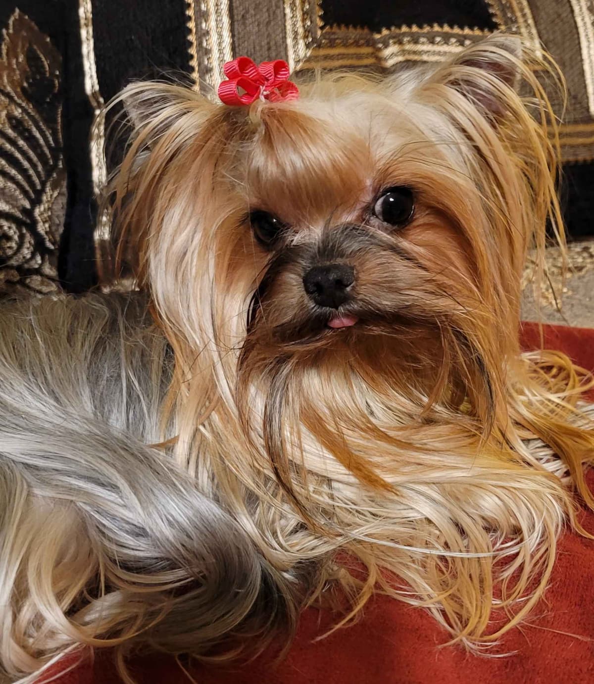 Cypress Falls Yorkshire Terrier Male Pup breeder image 1