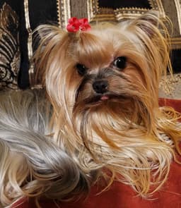 CYPRESS FALLS YORKIES
