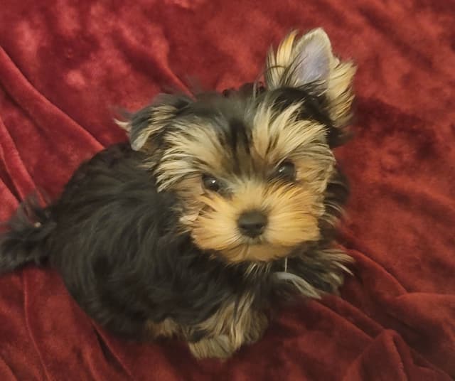 Cypress Falls Yorkshire Terrier Male Pup media 2