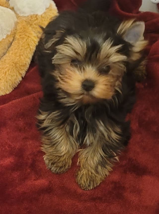 Cypress Falls Yorkshire Terrier Male Pup media 3