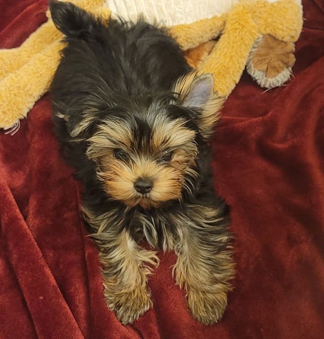 Cypress Falls Yorkshire Terrier Male Pup media 5