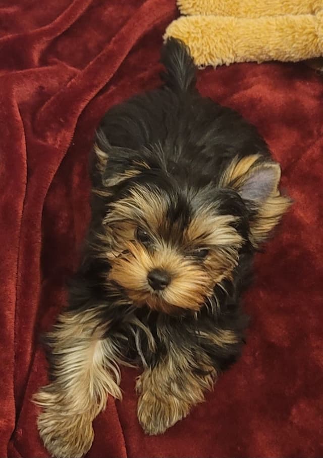 Cypress Falls Yorkshire Terrier Male Pup media 6
