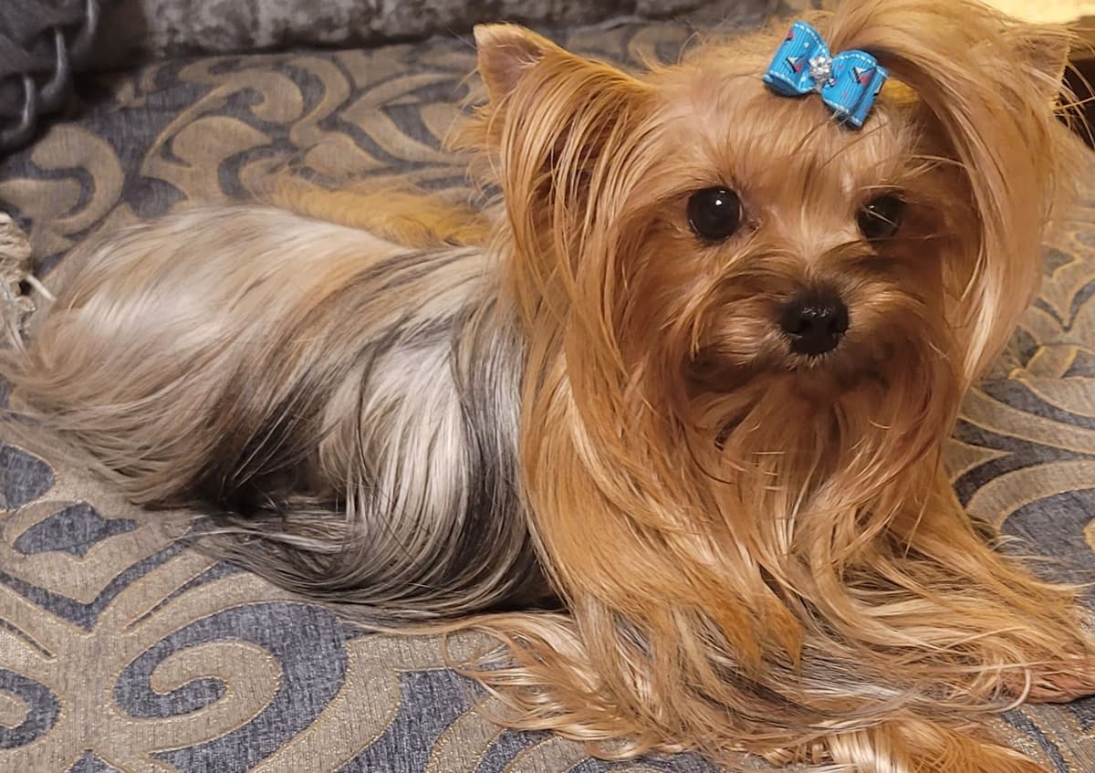 CYPRESS FALLS YORKIES photo 3