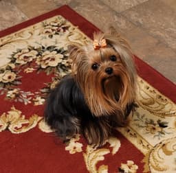 CYPRESS FALLS YORKIES thumbnail 5