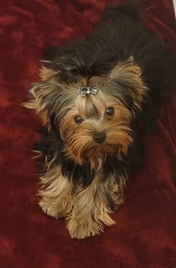 CYPRESS FALLS YORKIES thumbnail 1