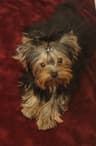 CYPRESS FALLS YORKIES