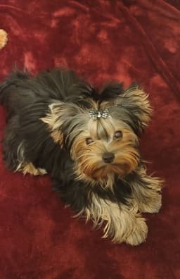 CYPRESS FALLS YORKIES thumbnail 2
