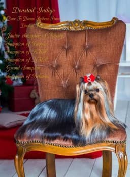 CYPRESS FALLS YORKIES thumbnail 6