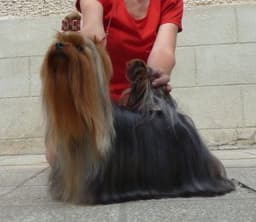 CYPRESS FALLS YORKIES thumbnail 4
