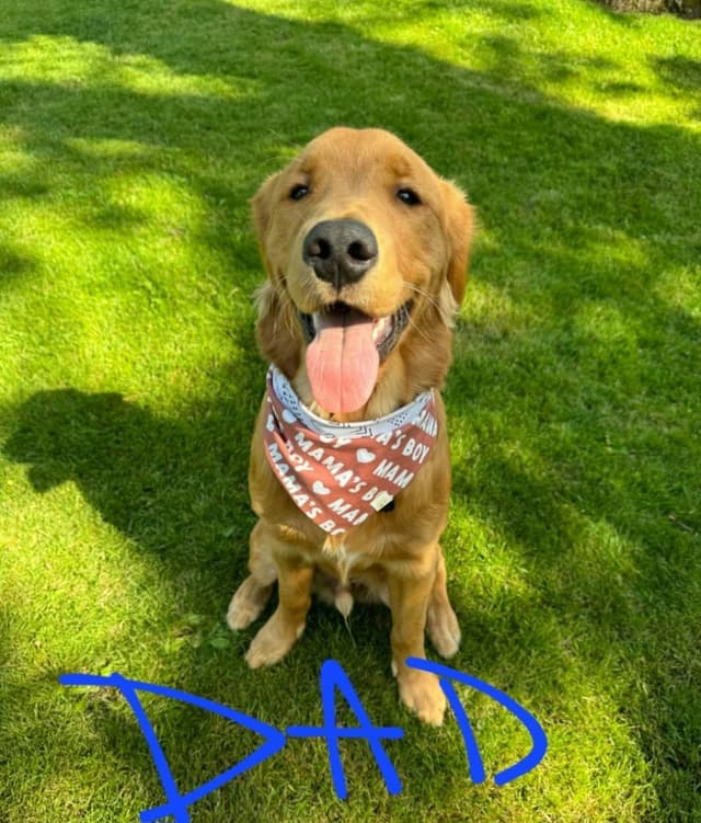 Golden Retriever Puppies media 2