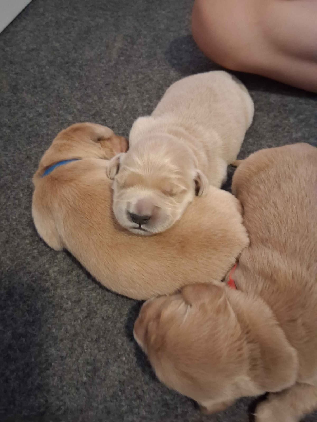 Golden Retriever Puppies breeder image 2