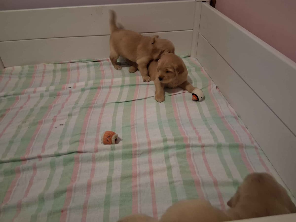 Golden Retriever Puppies breeder image 4