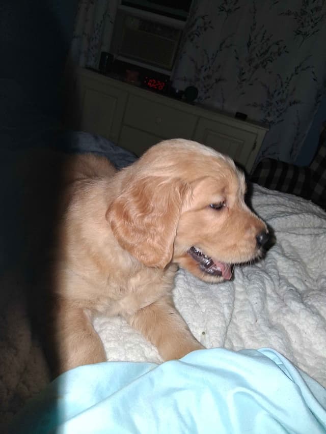 Golden Retriever Puppies media 4