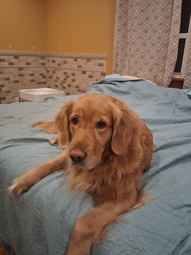 Golden Retriever Puppies media 6