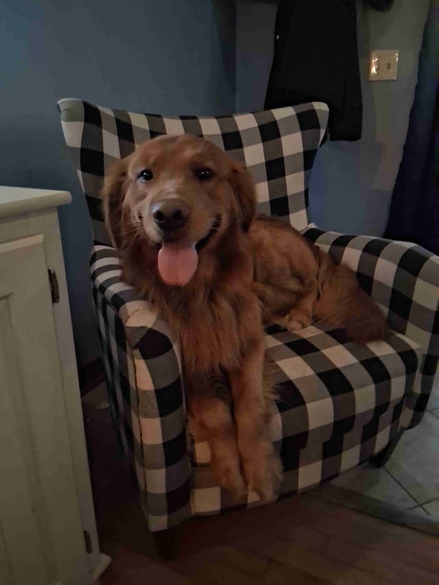 Golden Retriever Puppies media 7