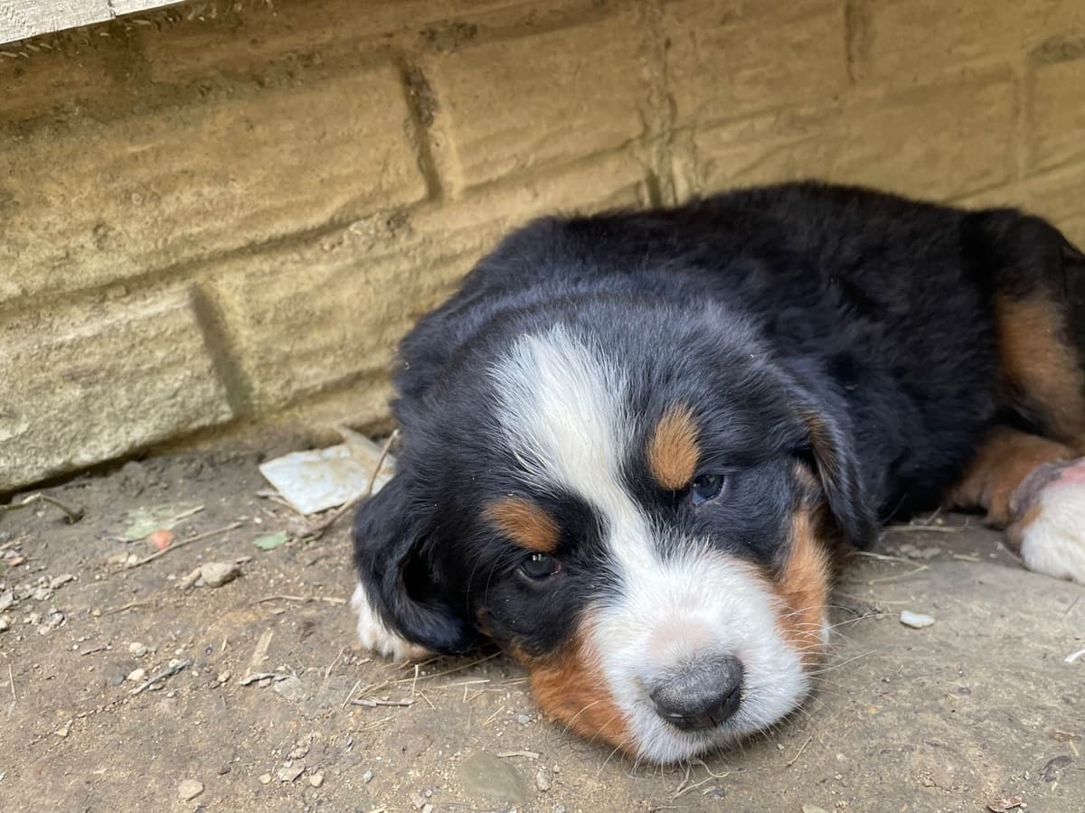 Bernese Mountain Dog Puppies breeder image 5