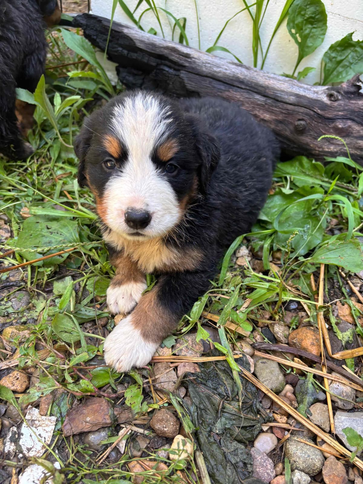 Bernese Mountain Dog Puppies breeder image 6