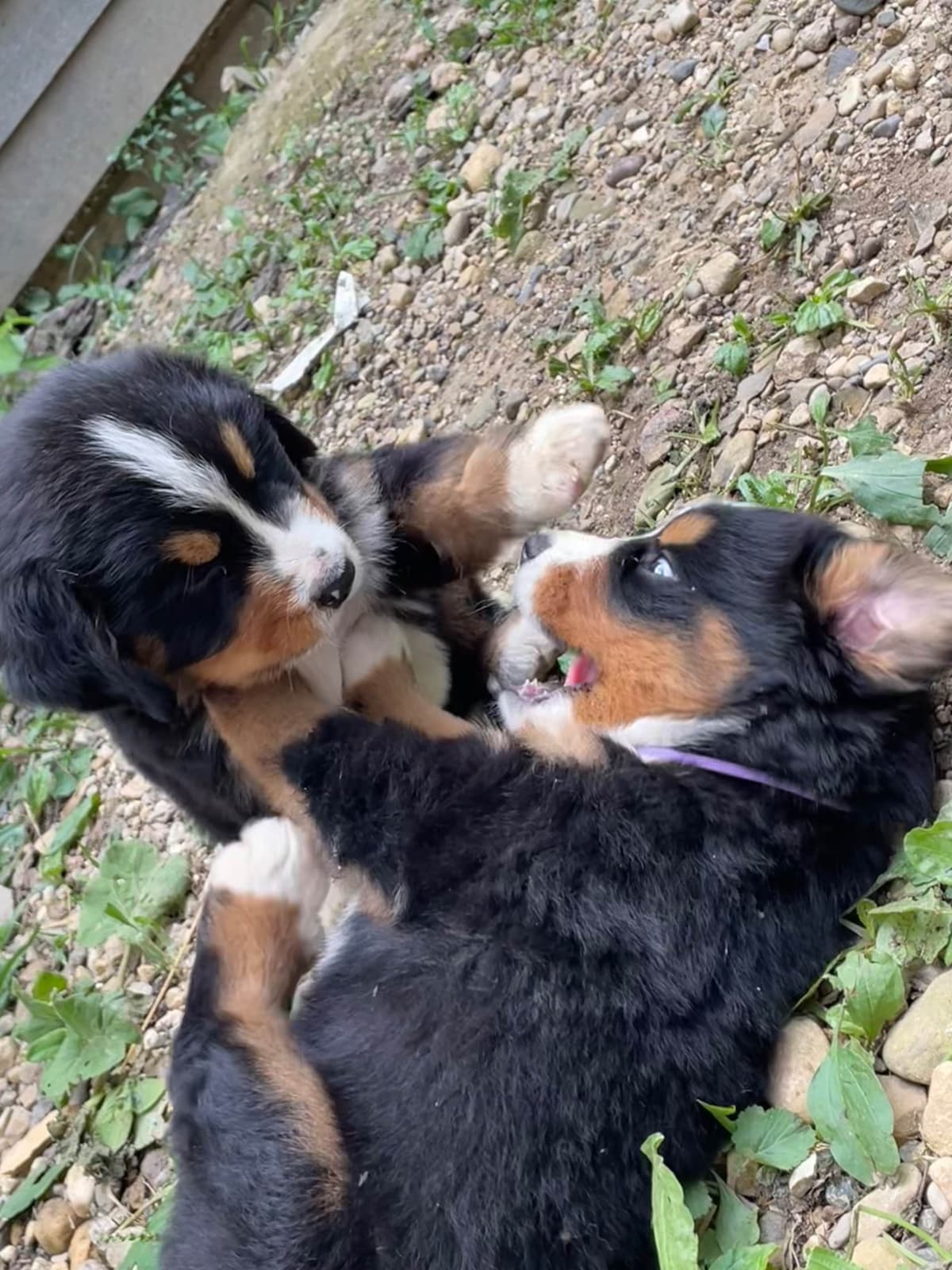 Bernese Mountain Dog Puppies breeder image 7
