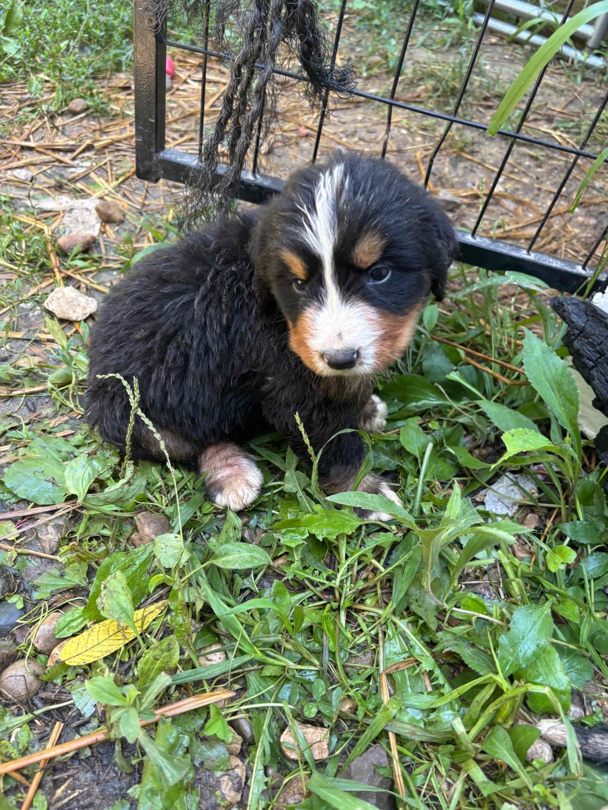 Bernese Mountain Dog Puppies breeder image 8