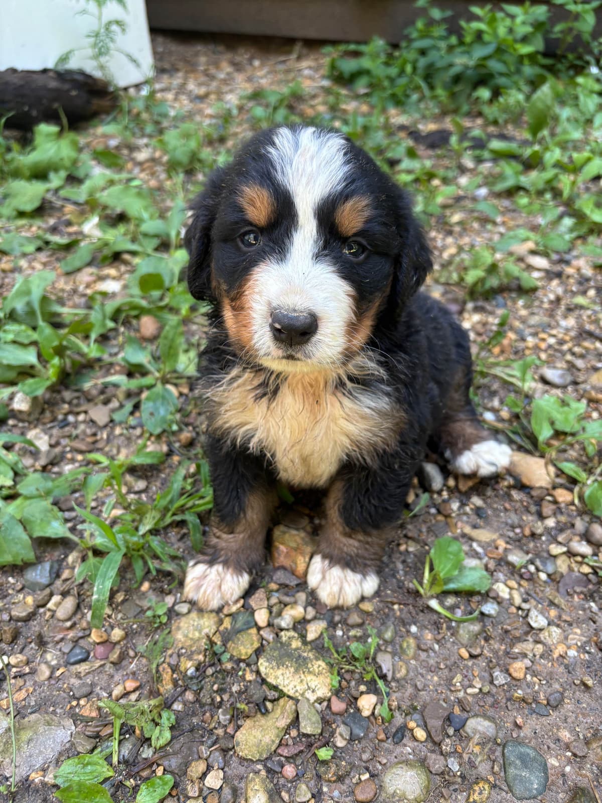 Bernese Mountain Dog Puppies breeder image 9