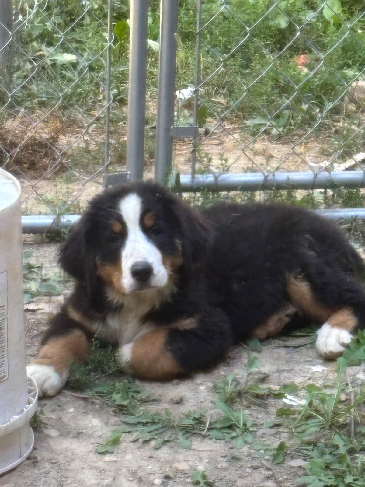 Bernese Mountain Dog Puppies breeder image 10
