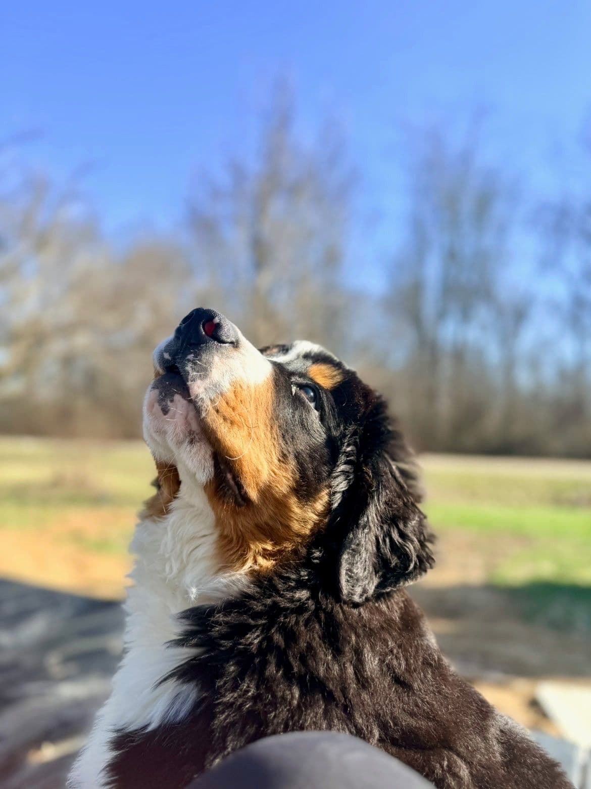 Bernese Mountain Dog Puppies breeder image 1