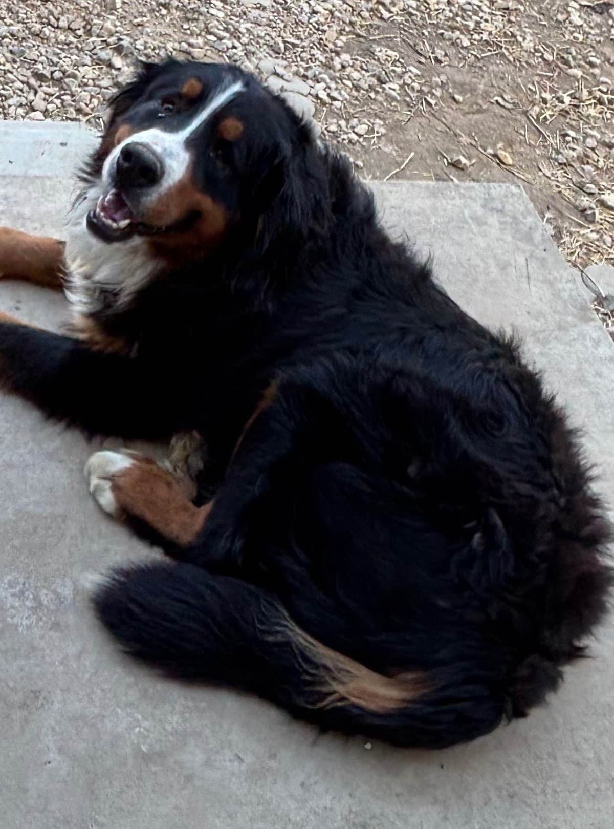Bernese Mountain Dog Puppies breeder image 11