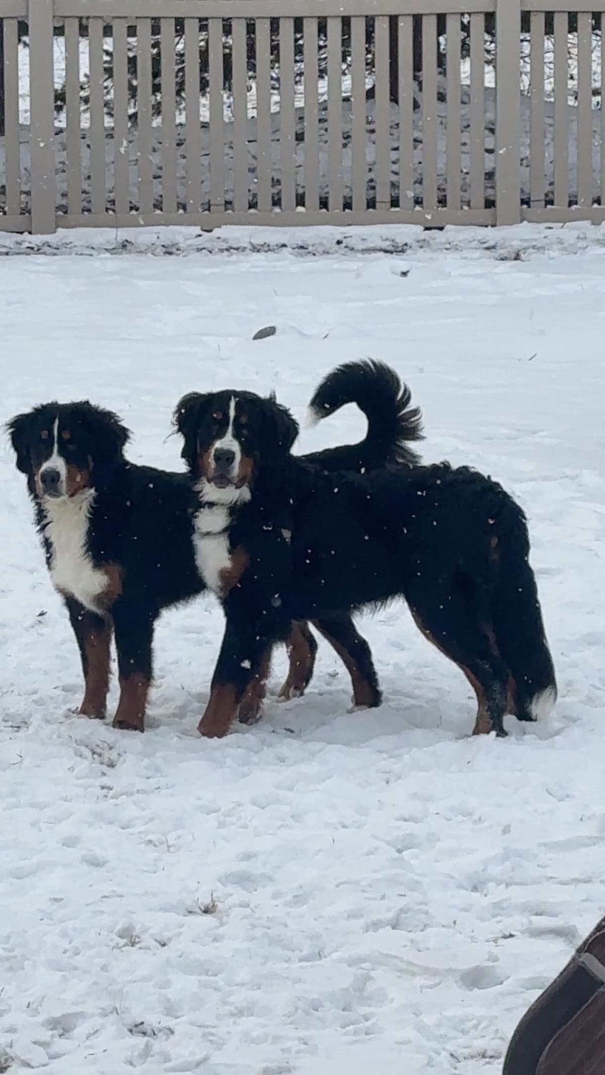 Bernese Mountain Dog Puppies breeder image 3