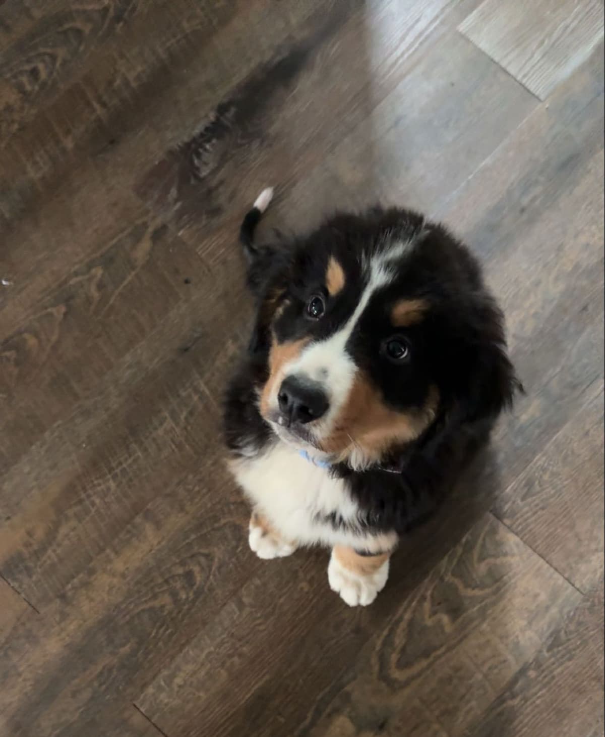 Bernese Mountain Dog Puppies breeder image 12