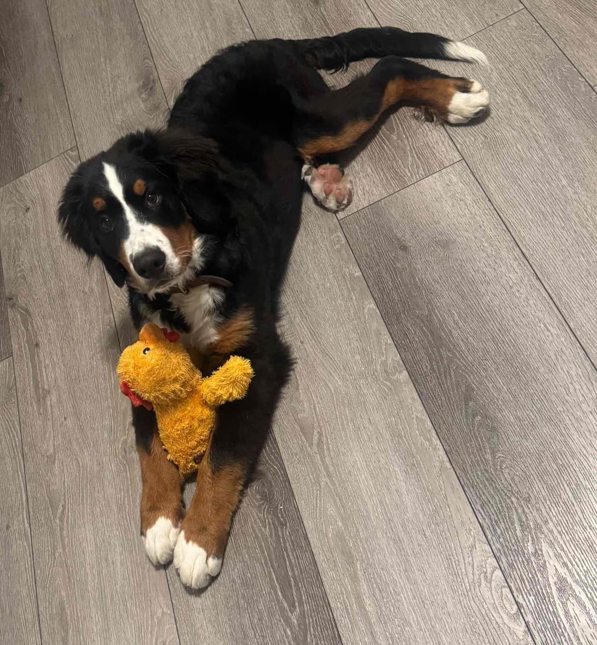 Bernese Mountain Dog Puppies breeder image 14